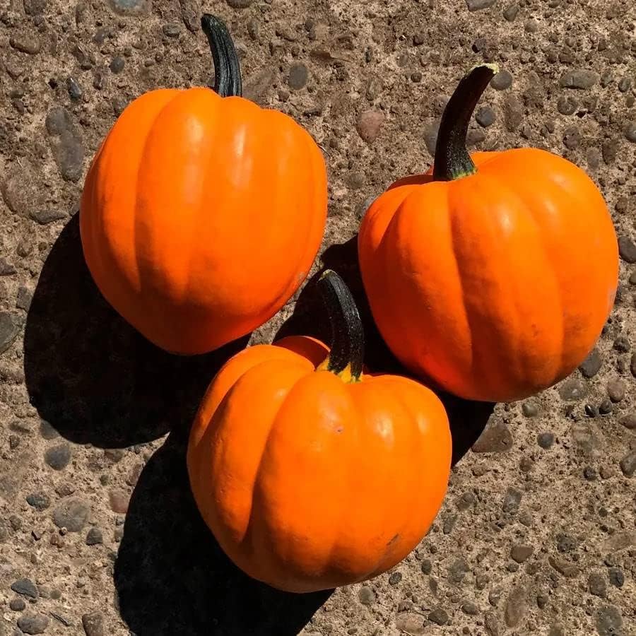 Park Seed Goldilocks F1 - Semillas de calabaza de bellota, paquete de 20 semillas