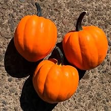Park Seed Goldilocks F1 Acorn Squash Seeds AAS Winner 2021, Bright Orange Fruits with Sweet Nutty Flavor, Compact Bush Habit, High Yields and Nutrient-Rich Flesh, Edible and Ornamental, Pack of 20