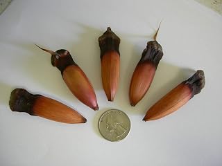 Germination Seeds: Monkey Puzzle Tree-Oregon-Araucaria 5 Fresh Seeds: Only Seeds