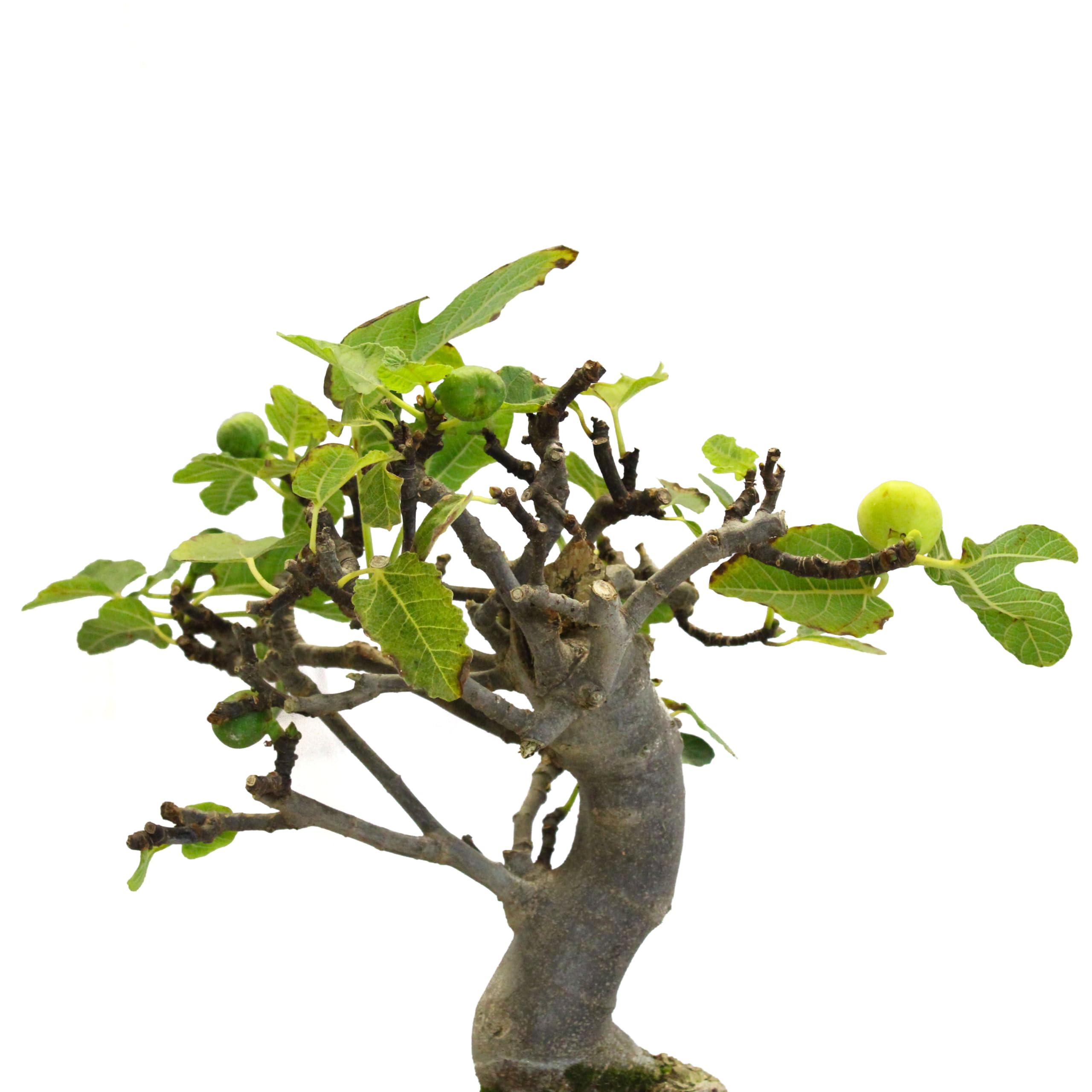 KENTIS - Bonsái Ficus Carica - Bonsái de Higuera Común - Plantas Reales de Exterior - Maceta de Cerámica - Altura 40-45 cm Maceta Ø 27 cm