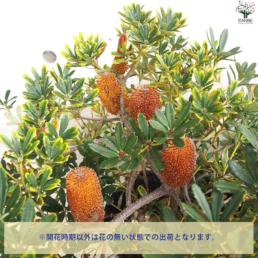 希少 バンクシア パラドーサ ドワーフジンジャー 挿し木 苗 苗木 希少 バンクシア パラドーサ ドワーフジンジャー 挿し木 苗 苗木