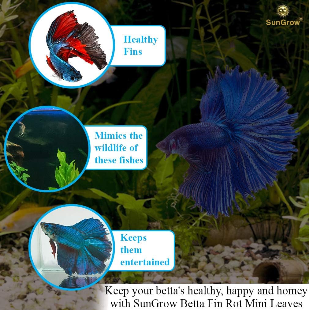 SunGrow 50 pcs Betta Fin Rot Treatment Catappa Liberia Ubuy