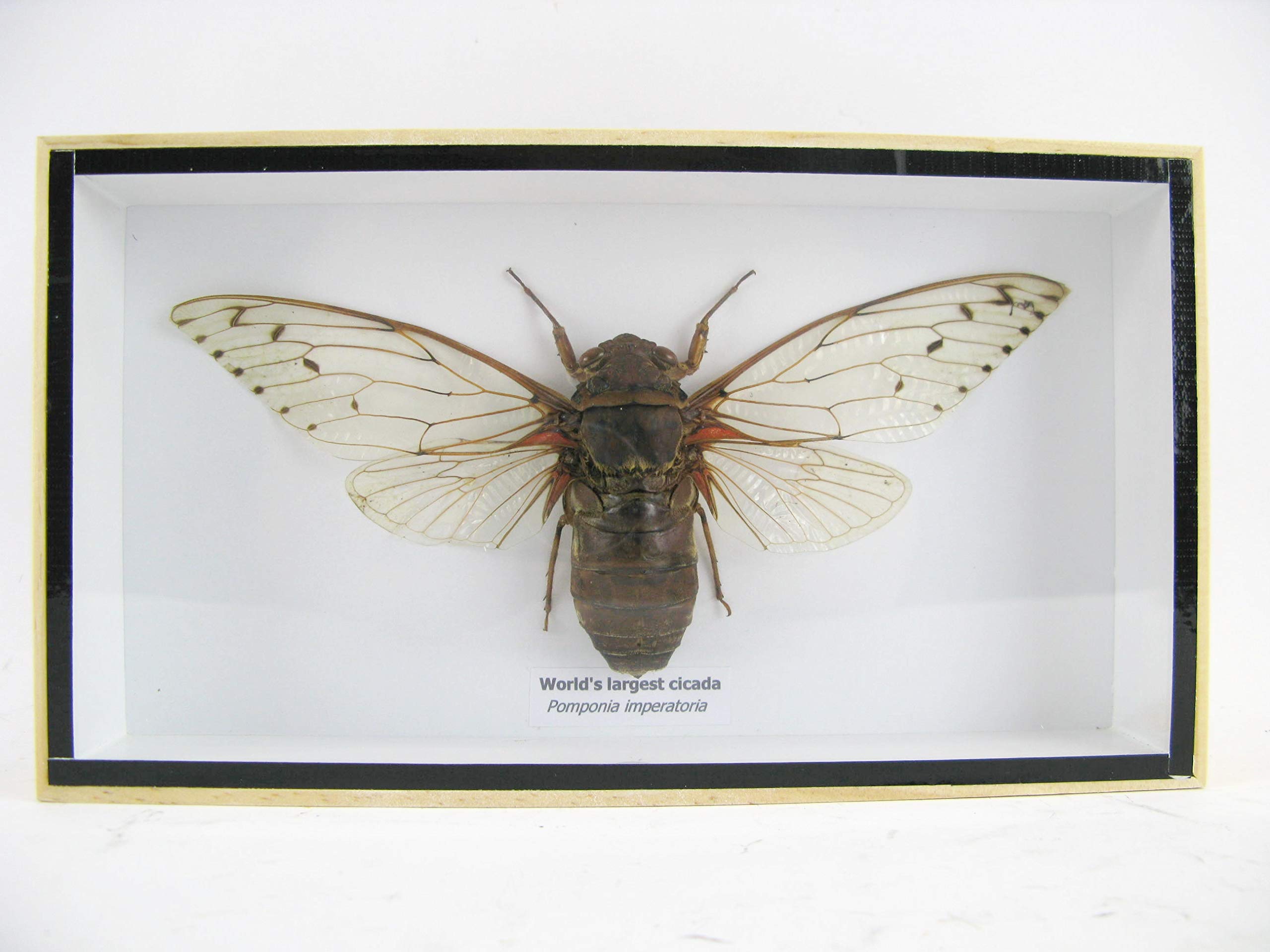 Pomponia Imperatiria véritable insecte géant XXL sous cadre en bois de prestige fait main