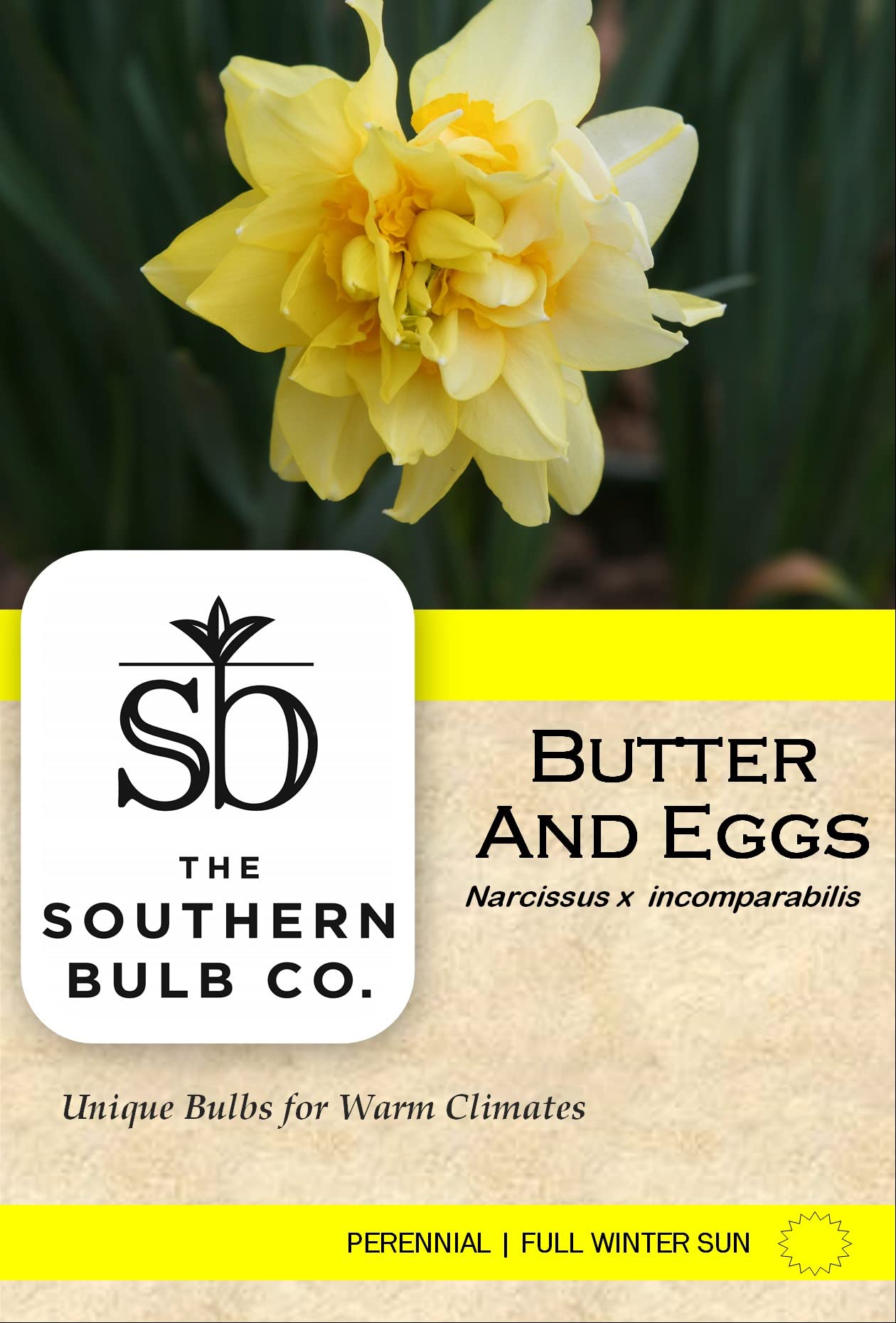 Narcissus Double Mixed 12/14 | Peter Nyssen | Buy Flower Bulbs And Plants Online