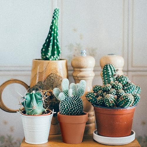 Miniatura 10 de Sderoq Macetas de terracota de 3.14 pulgadas, paquete de 22 macetas de arcilla con orificio de drenaje, maceta de vivero suculentamaceta de cactus.