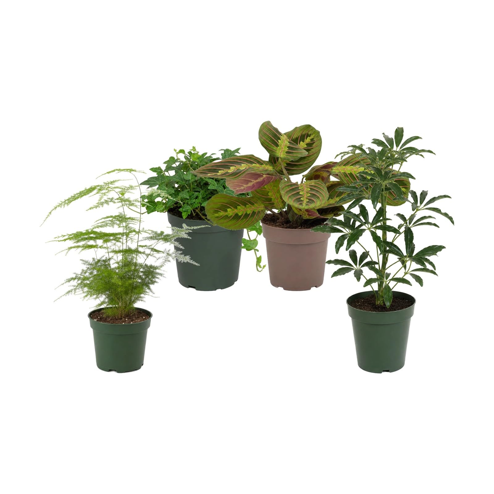 DECOALIVE Pack 4 Plantas de Interior para Ventanas con Luz Filtrada