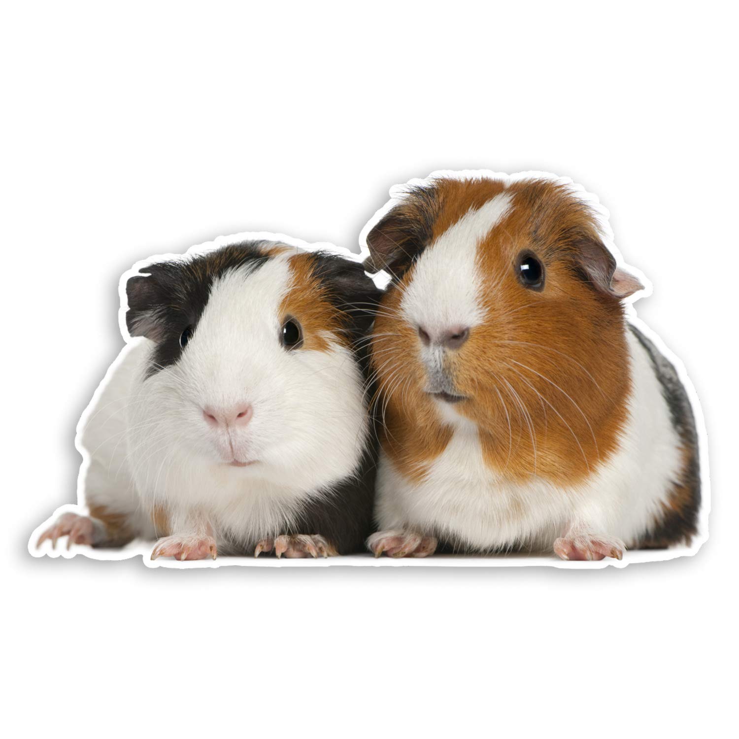 2 x 10cm Cute Guinea Pigs Vinyl Stickers - Pet Animal Kids Sticker #34903