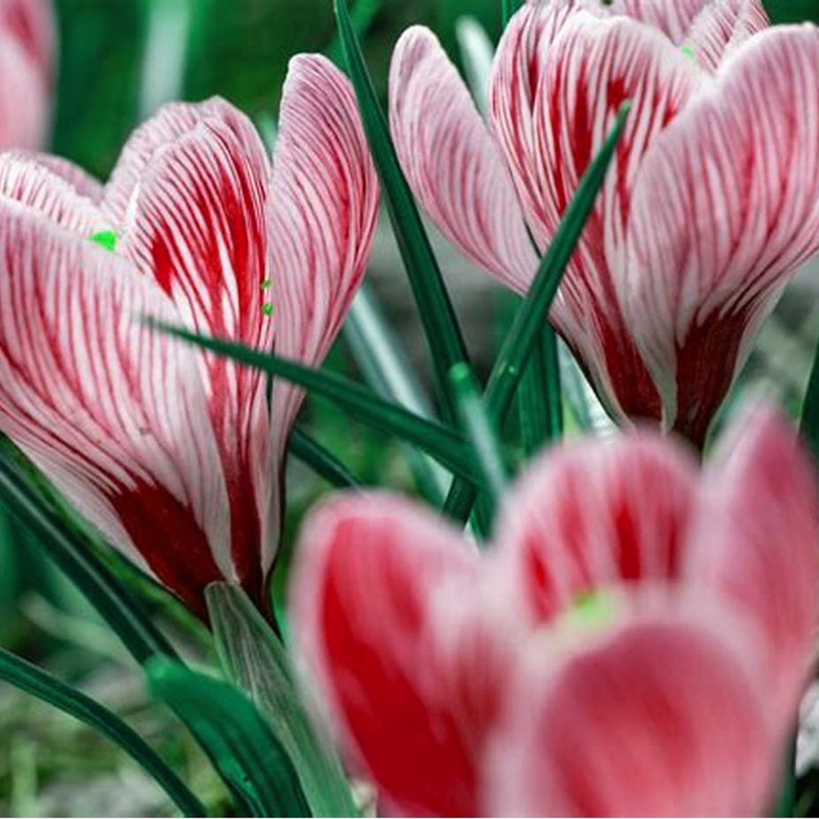 Sponsored Ad – Crocus Bulbs/Strong Plants That Grow Well/Mix Golden Jade Carving Feels Perfect/UK Now Simple Planting Perennial/for Planting Now UK