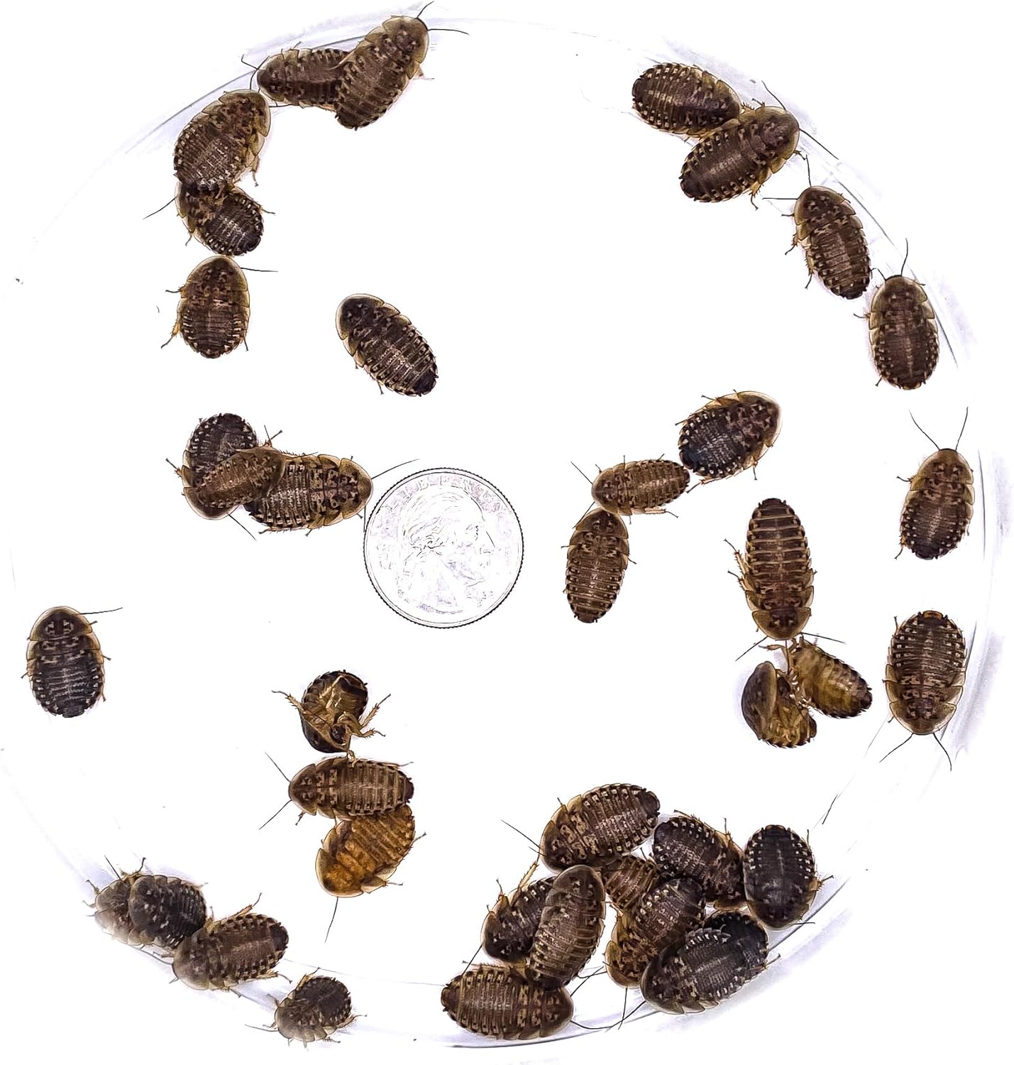 500 Medium 1/2 Dubia Feeder Roaches for Bearded Dragons, Dart Frogs, Spiders (500 Count)(1/2 in)(.93 lbs)