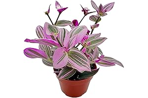 Wandering Jew Live Plant - Add a Splash of Color to Your Indoor Haven