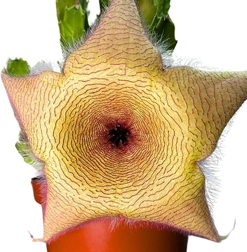 Miniatura 8 de BubbleBlooms Stapelia gigantea, flor gigante de estrella de mar, huernia rara, en maceta de 6 pulgadas