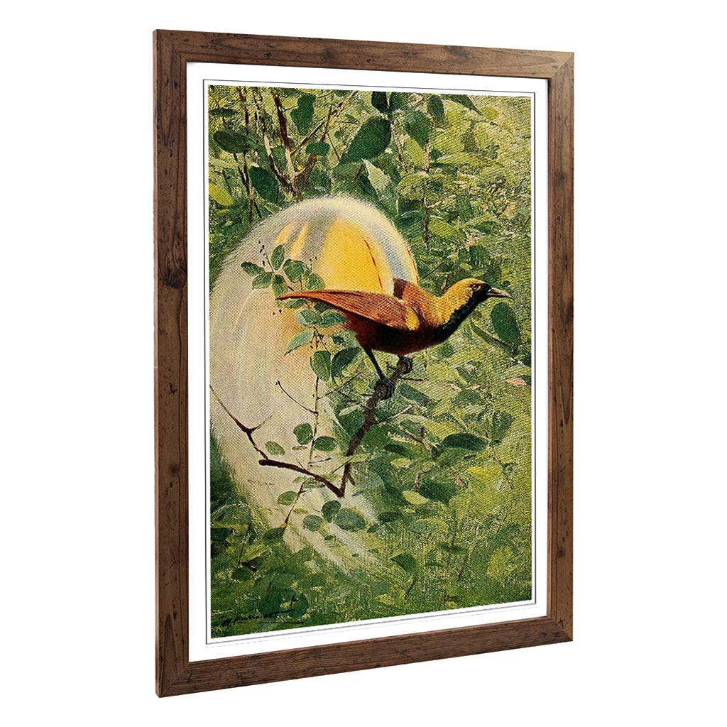 Big Box Art Framed Print of Vintage W Kuhnert Bird of Paradise Design | Wall Art Picture | Home Decor for Kitchen, Living Room, Bedroom, Hallway, Walnut, A2 / 24.5x18 Inch / 62x45cm