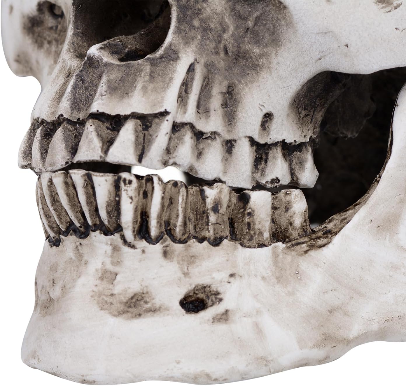 Retro Human Skull Replica Resin Anatomical Model Medical Lifesize Realistic 1:1