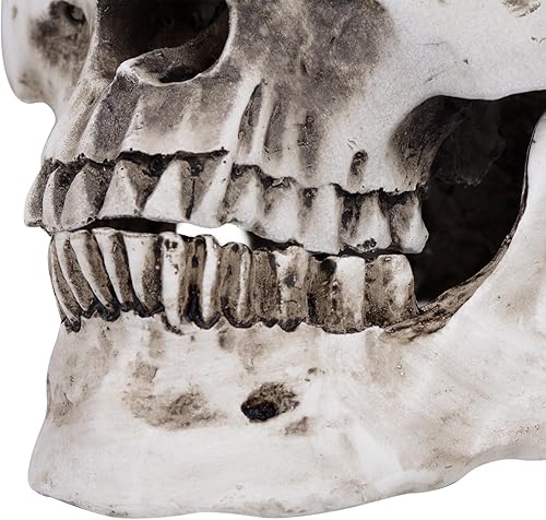 Miniatura 8 de Modelo anatómico de resina de cráneo humano retro realista realista 11