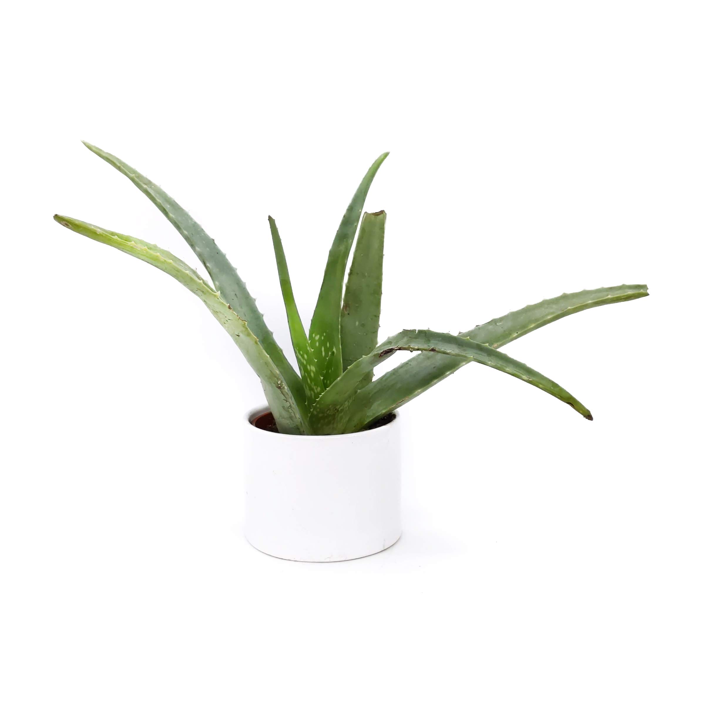 Plant Aloe 4 Inch | Grocery Pickup & Delivery | Whole Foods Market