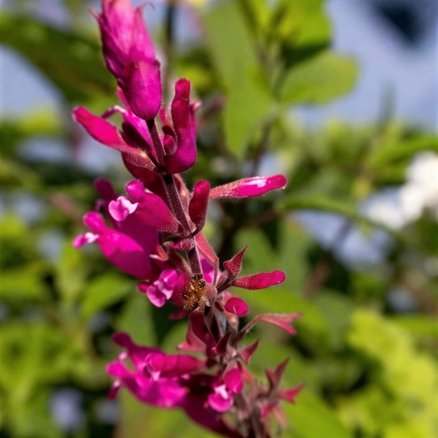 Salvia involucrata ‘Hadspen’- Unique Salvia that is Ready to Plant Out- Comes Back Every Year (Hardy) - Flowers from Summer to Autumn- Loved by Bees (Middleton Nurseries) (P9(9cm Pot))