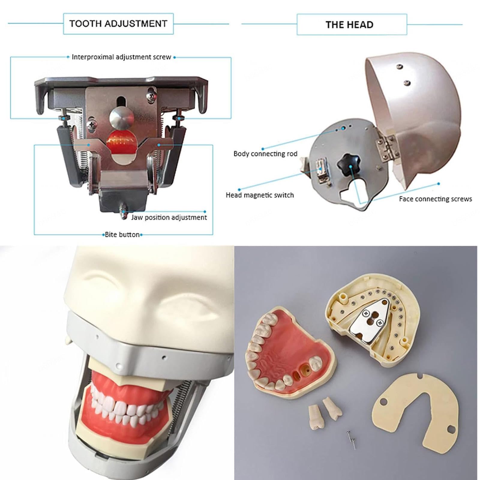 Modello di Testa Fantasma per addestramento odontoiatrico, Modello di Testa di simulatore odontoiatrico con Torso e Denti Rimovibili per Dentisti, assistenti odontoiatrici e igienisti