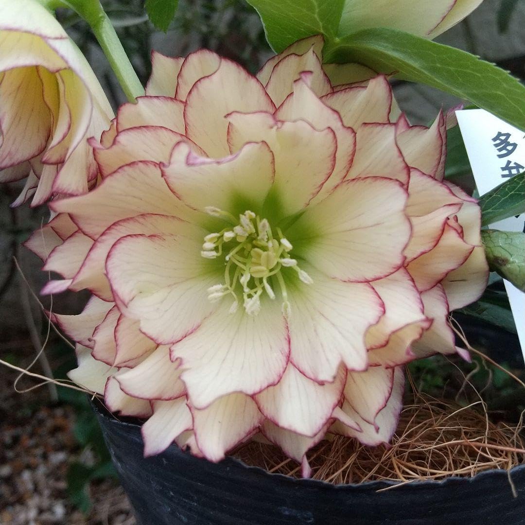 シルバープリンス コウム 原種シクラメン】シルバーリース寄植え