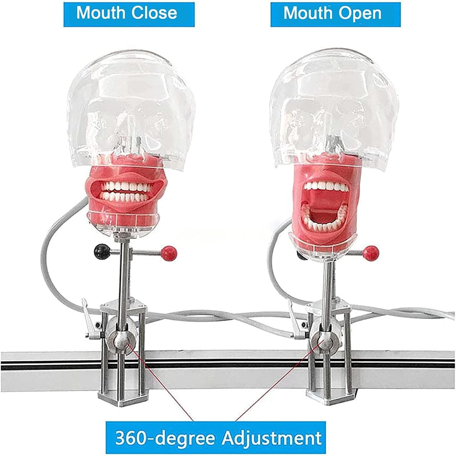 Dental Oral Simulation Practice, Abnehmbare Zähne Dentalmodell Mit Basishalterungsdesign, 360° Verstellbarer Kopfwinkel, Zähne Können Bewegt Und Entleert Werden, 1:1 Hohe Simulation