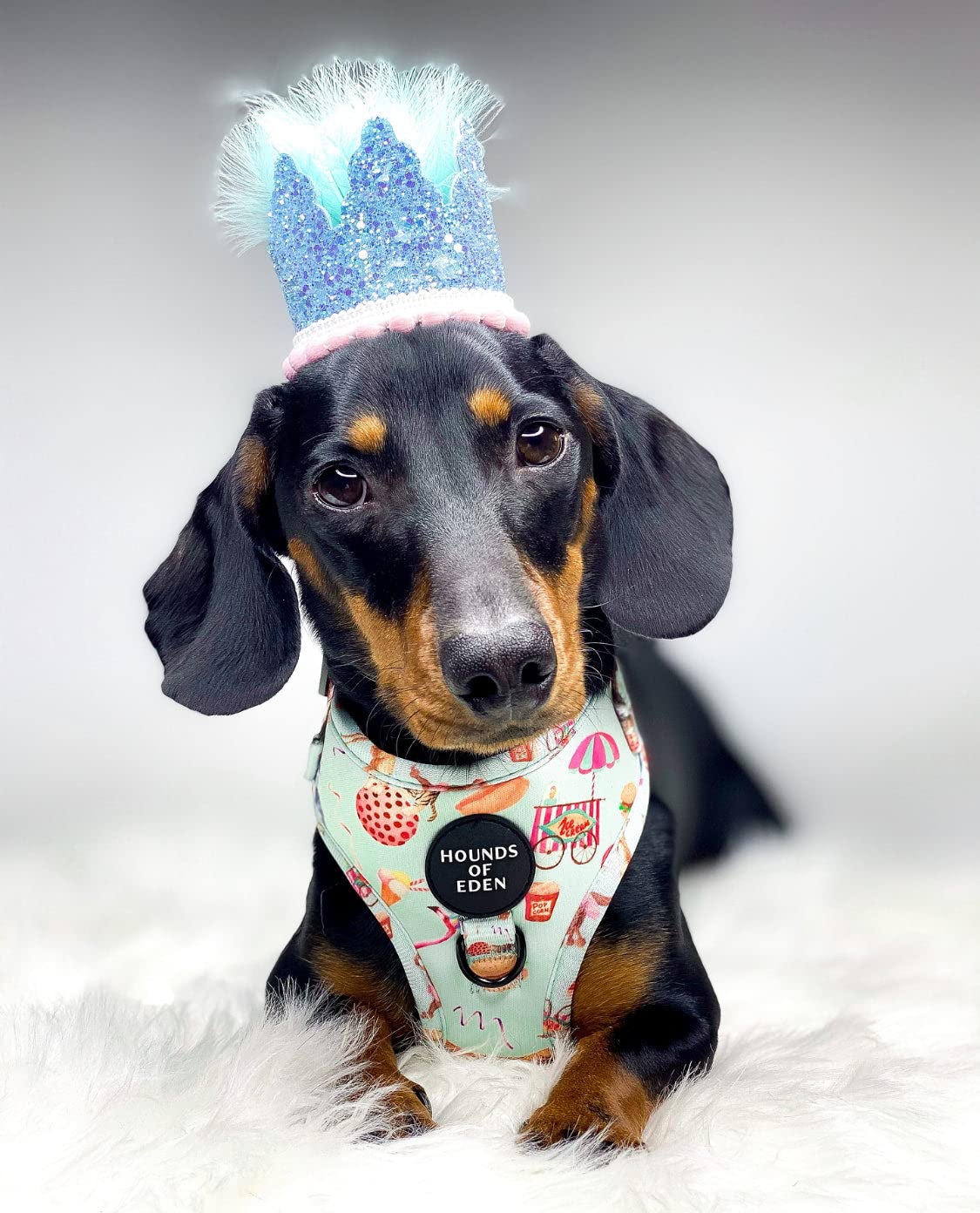 CIRCUS PUP - Dog Harness Small - Image 2