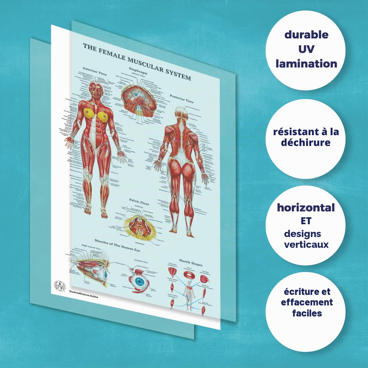 Lot de 12 affiches d'anatomie humaine – Affiches médicales, circulatoires, squelettiques, mâles féminins, musculaires, lymphatiques, reproductifs, nerveux, digestifs, endocriniens, systèmes