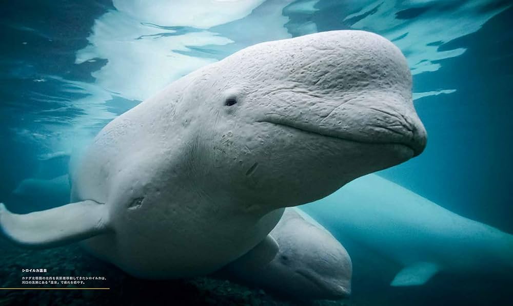 71PeooSZFjL._AC_UF1000,