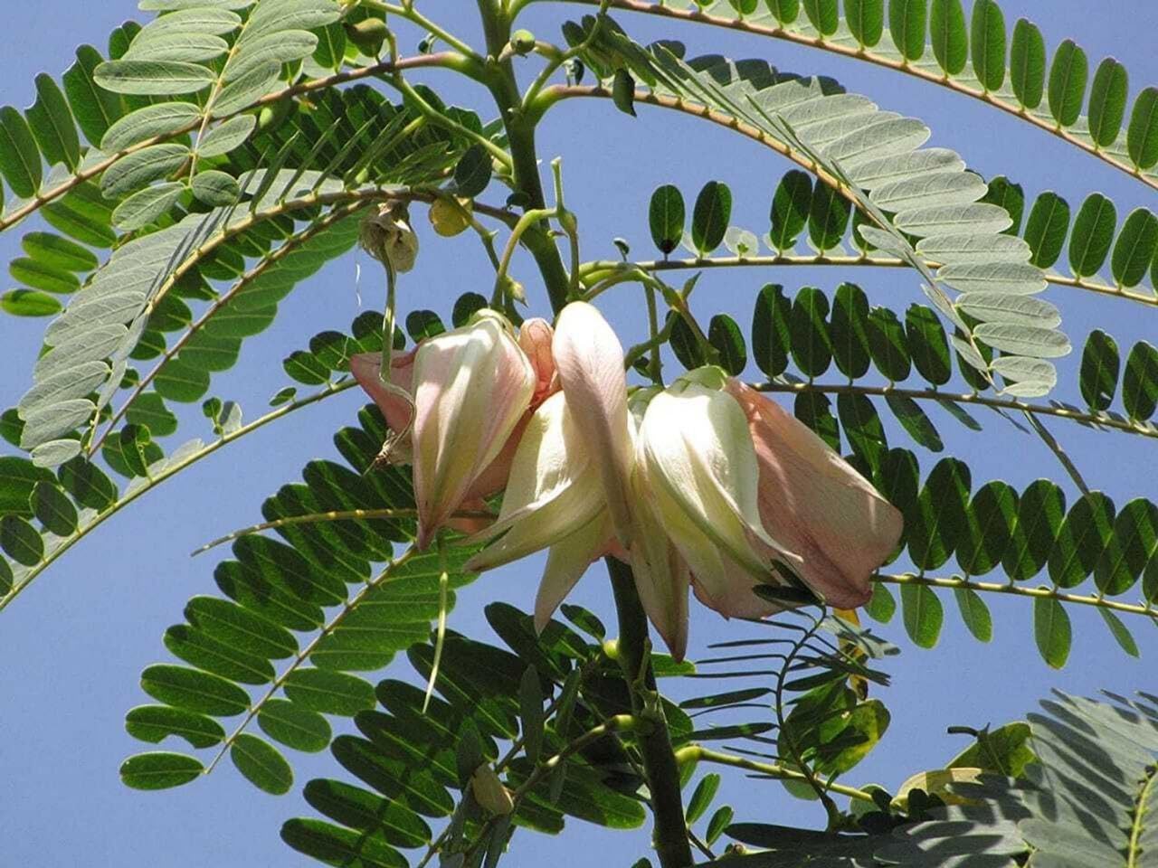 Agathi Green Leafy Vegetable Plant 35-45 cm Live Herbal Kitchen Garden Tree Organic Fresh Leaves Cooking Use Natural Growth Easy Care Plant (1 Healthy Medium Size Live Plant)-image-49