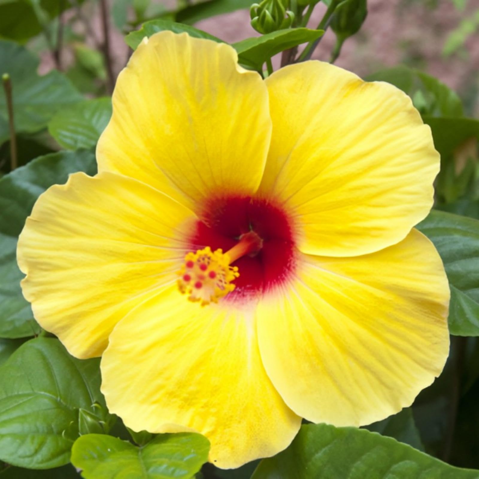 Hardy Hibiscus Bulbs are Easy to Plant-Easy to Root and Grow-Flowering Bulbs-Great for Outdoor Display-3 Bulbs-b