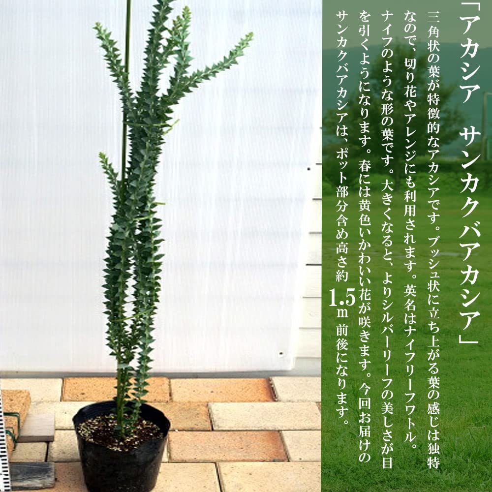 確認▶◀*.゜♡アカシア15cm Amazon | アカシアの木 “サンカクバアカシア” 6号ポット苗 庭木 常緑樹