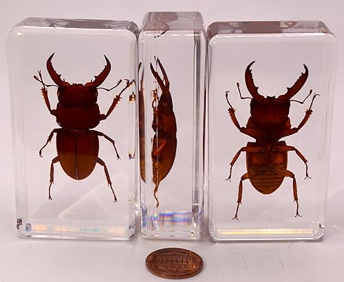 Miniatura 60 de Escarabajo de algodoncillo azul cobalto real de 1.732 in en espécimen de resina de lucita cristalina, insectos, insectos preservados, colección