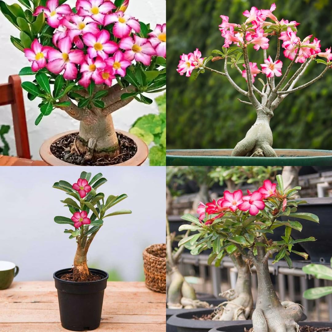 Adenium desert rose plant live, Flower plant for bonsai adenium desert rose 1 live plant-image-20