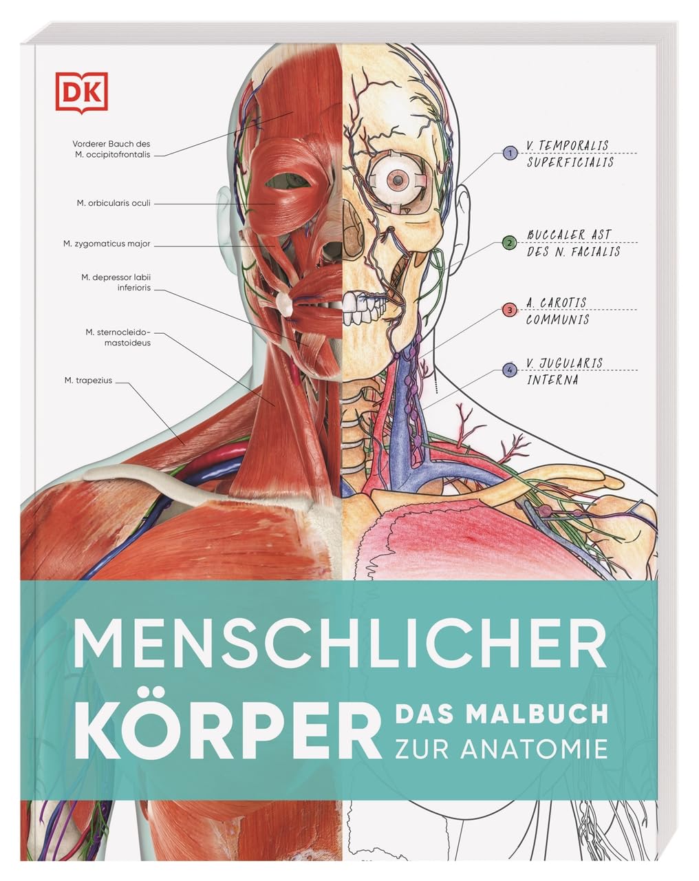 Menschlicher Körper: Das Malbuch zur Anatomie