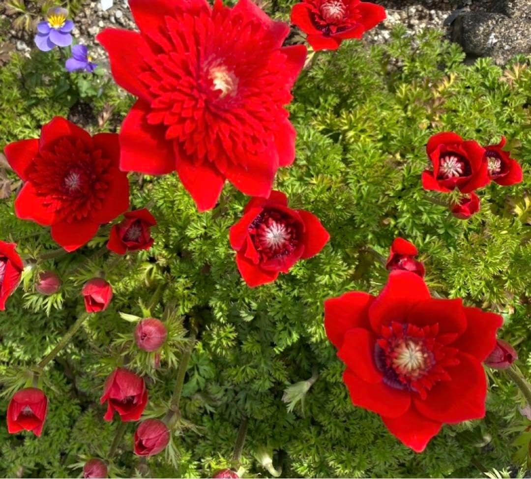 原種アネモネ　コロナリアダブル　球根特大いっぱいお得品 原種アネモネ コロナリアダブル 特大球根 M フラワー