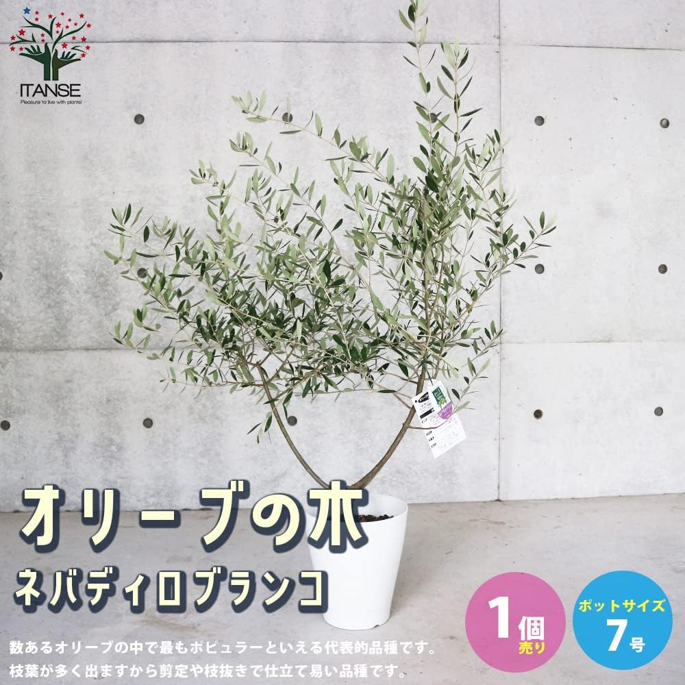 Amazon Co Jp オリーブの苗木 品種 ネバディロブランコ 7号白テーパード鉢 品種で選べる果樹苗 2年生挿し木苗 1個売り 学名 Olea Europaea Nevadillo Blanco モクセイカ科オリーブ属 常緑中高木 ネバディロブランコは数あるオリーブの中で最もポピュラーといえる