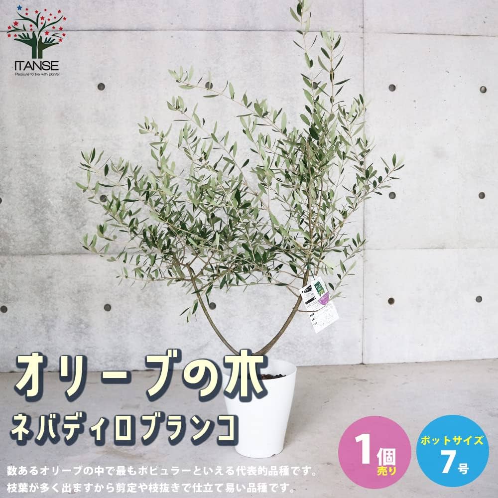 オリーブの木 ネバディロブランコ 約170cm NO.1884 大型 現品掲載 Amazon.co.jp: オリーブの苗木 品種:ネバディロブランコ 7号白