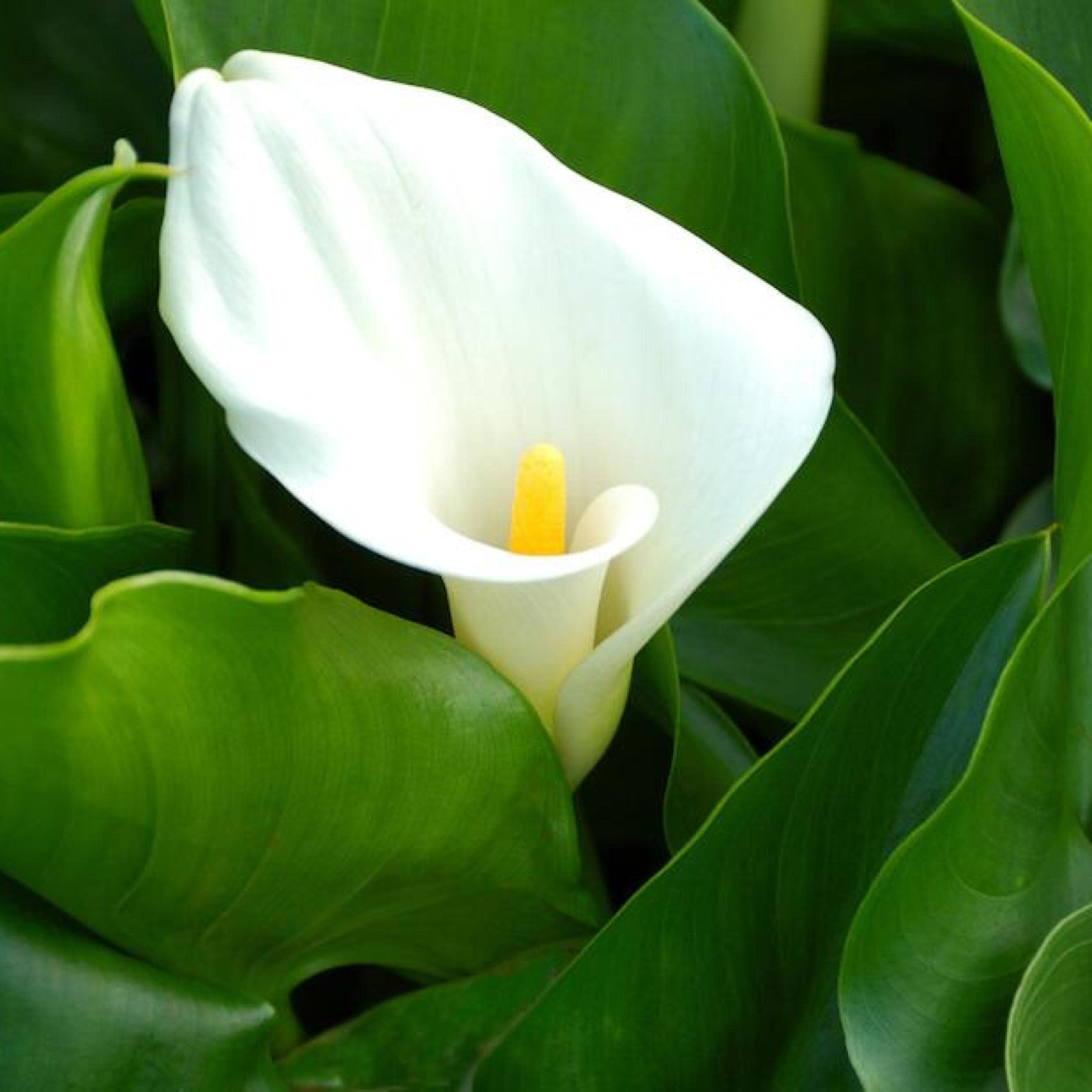 Chalily Calla Lily Pond Plant