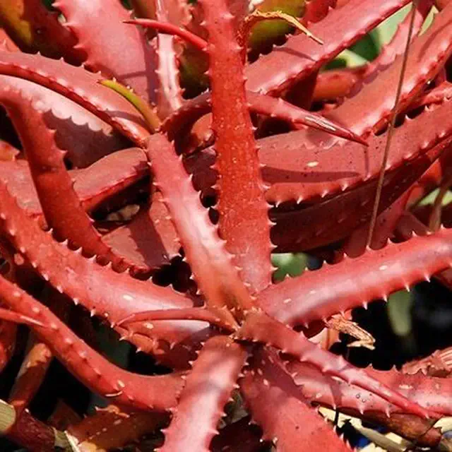 Red Aloe Vera Seeds 50pcs - Aloë Vera Plant Kopen for Garden & Bonsai