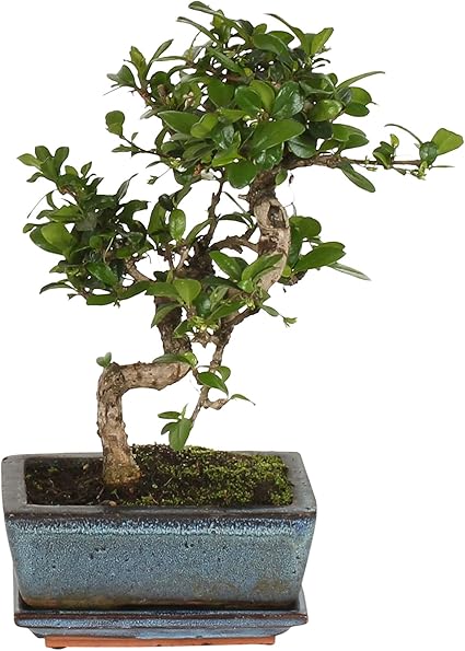 Carmona Microphylla Fukientee S Form Bonsai Baum Inkl Keramik Bonsaischale Hohe 20 25 Cm Topf O 12x8 Cm Amazon De Garten