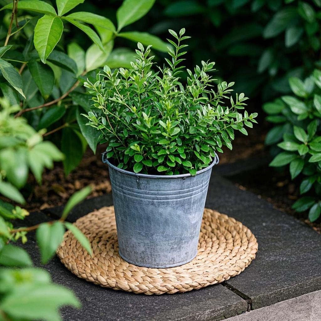 Round Woven Placemats Set of 6,12 inch Round Braided Placemats,Natural Water Hyacinth Place Mats,Boho Rattan Wicker Place Mats,Farmhouse Weave Heat Resistant Table Mats (15.7 inch Set of 6)