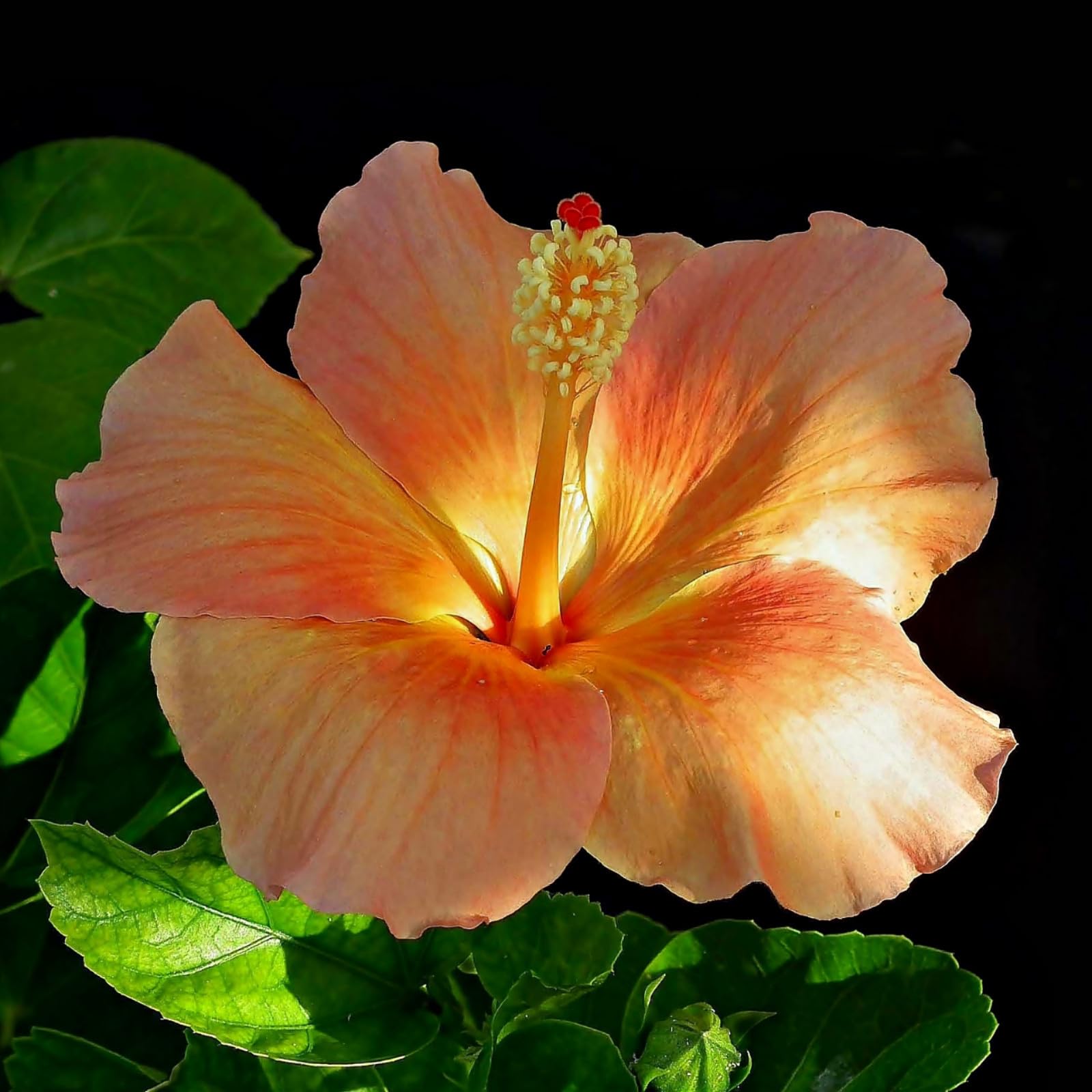 Perennial Hibiscus Bulbs/Hibiscus Plants for Sale/Cut Flowers/Natural Organic/Greening Flower/Wedding Flowers-5 Bulbs-c