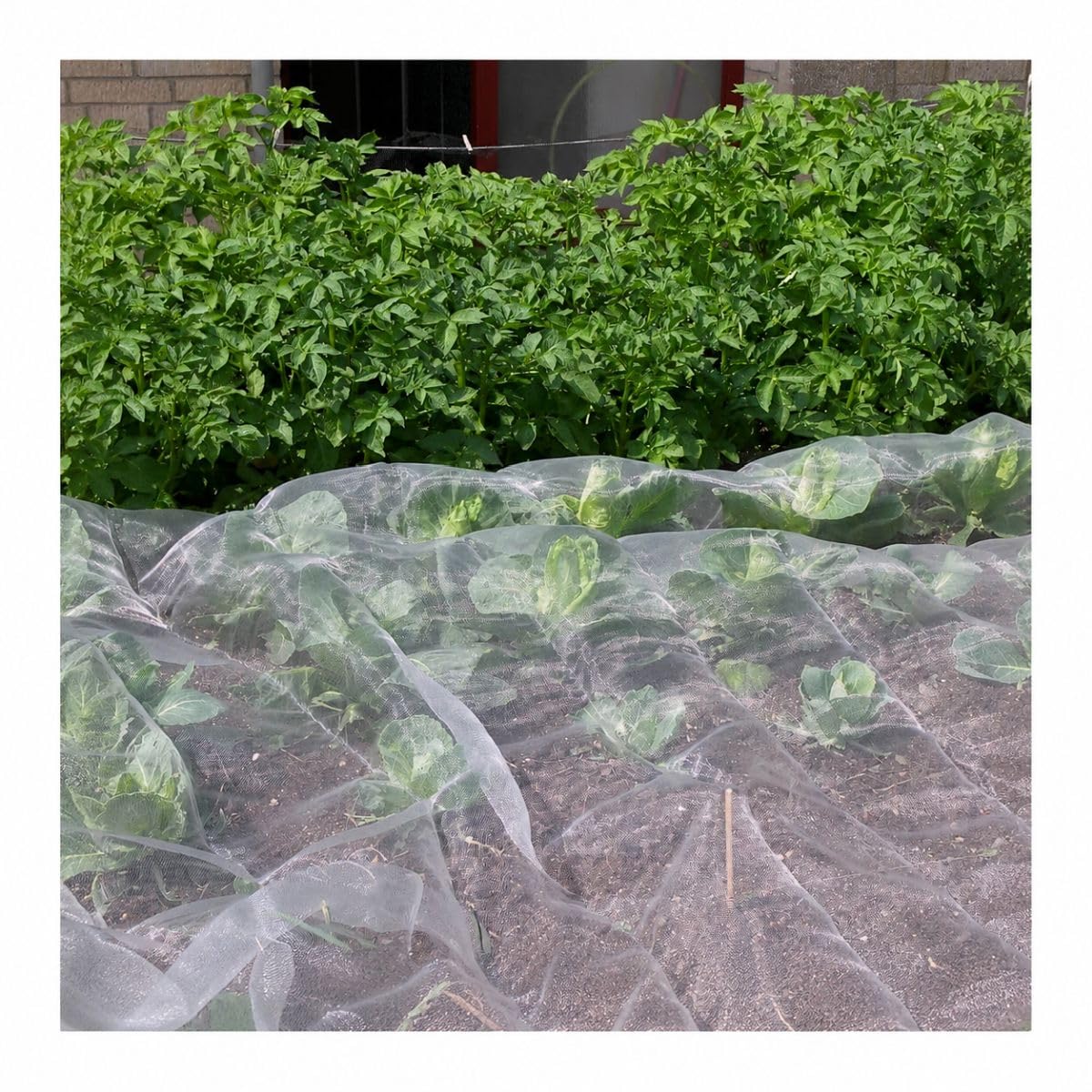 Veggiemesh Insect Mesh Netting For Fruit & Vegetables 2.6m x 10m — image 1