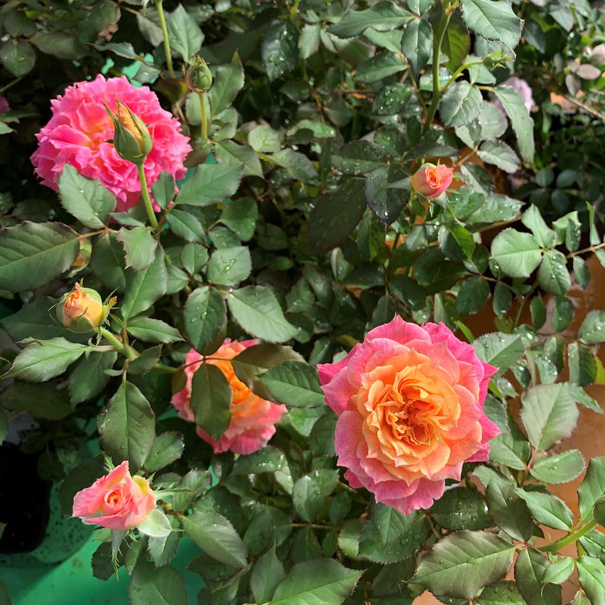 Amazon.co.jp: バラ苗 【シャルール】 (大苗) フロリバンダ 四季咲き