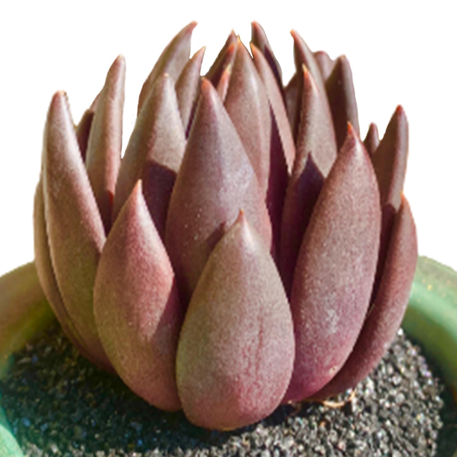 Echeveria Affinis black succulent