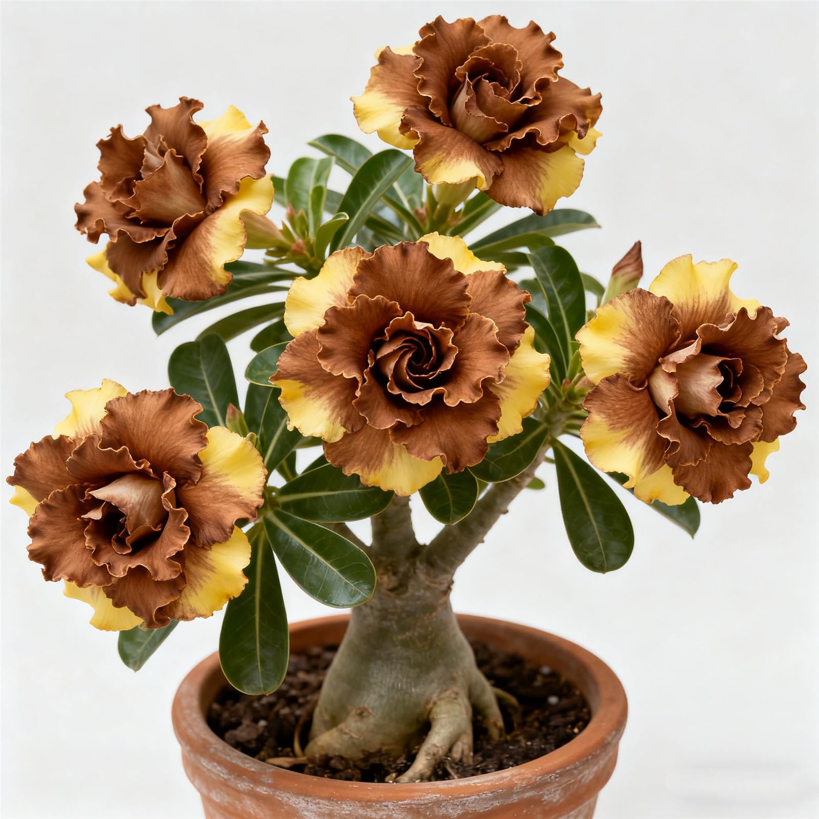 Perennial/Rare Desert Rose Plant Bulbs for Planting Now UK/Grow Fast/Adenium/Excellent Display/Low Maintenance-4bulbs-E