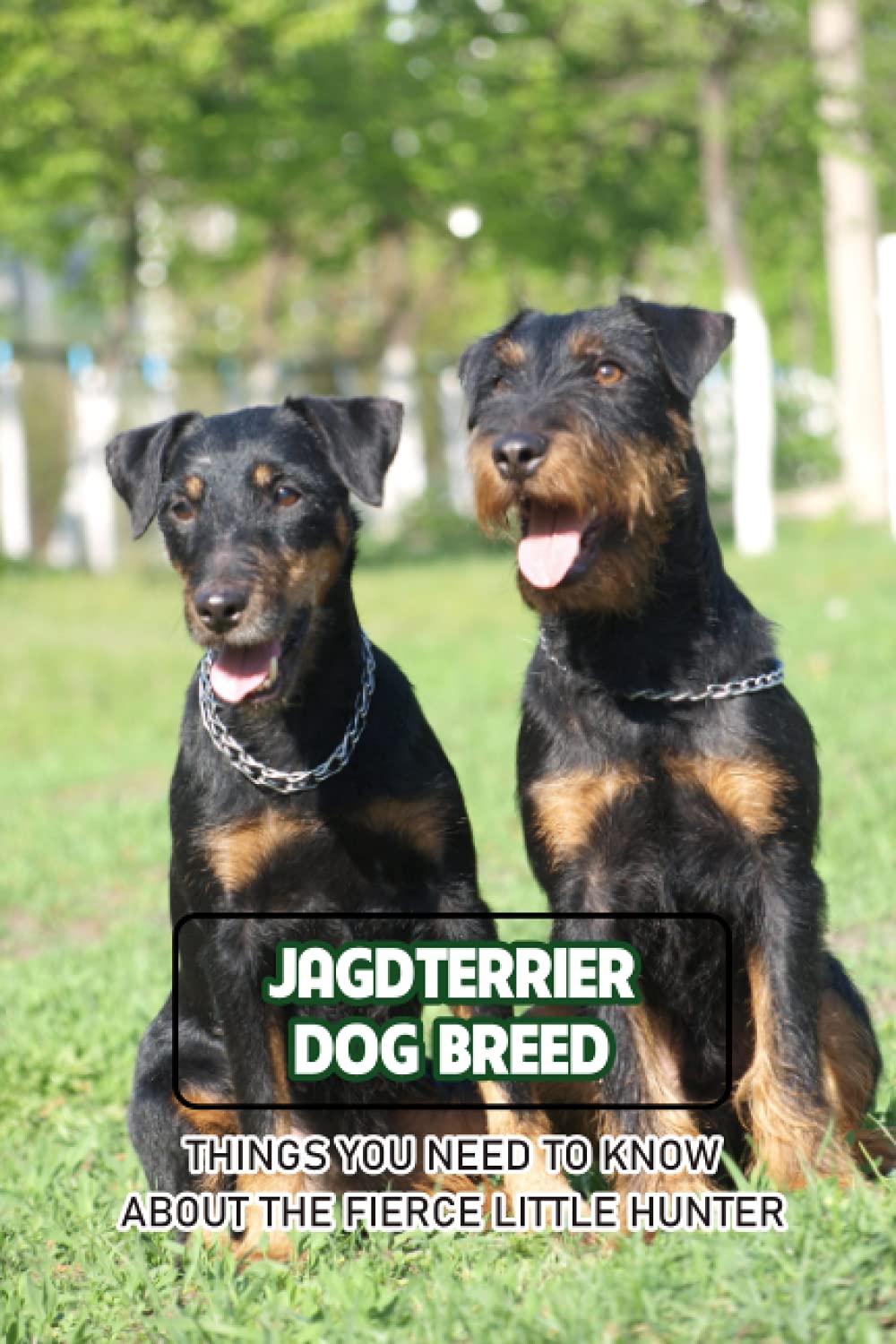 Jagdterrier Dog Breed: Things You Need to Know about The Fierce Little Hunter: Jagdterrier Dog Breed Information and Pictures