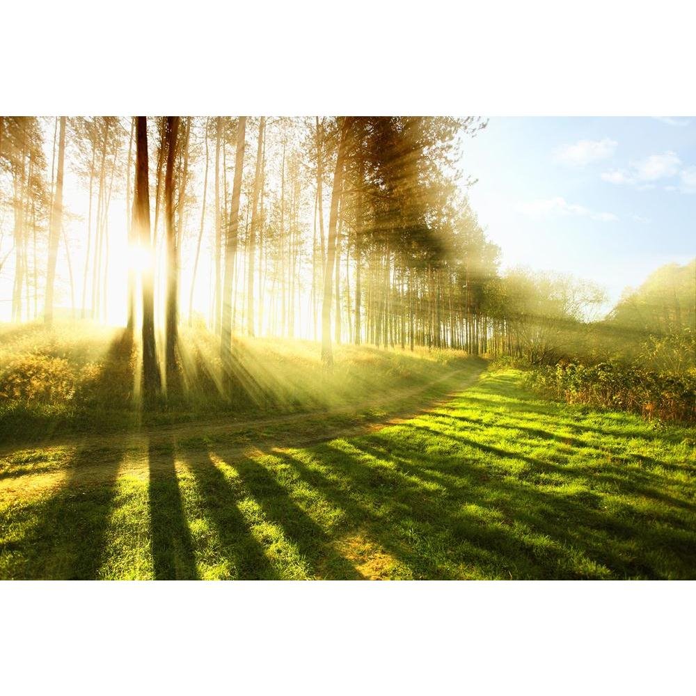 Pitaara Box Sunny Forest | Canvas Painting for Bedroom & Living Room | Engineered Wood Frame | 21 x 14 inch (53 x 36 cms)