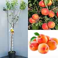 Pianta Di Albicocco Autofertile Pisana | Vaso 22-24 Cm, 2-3 Anni, 130-150 Cm | Made In Italy - Foto 9