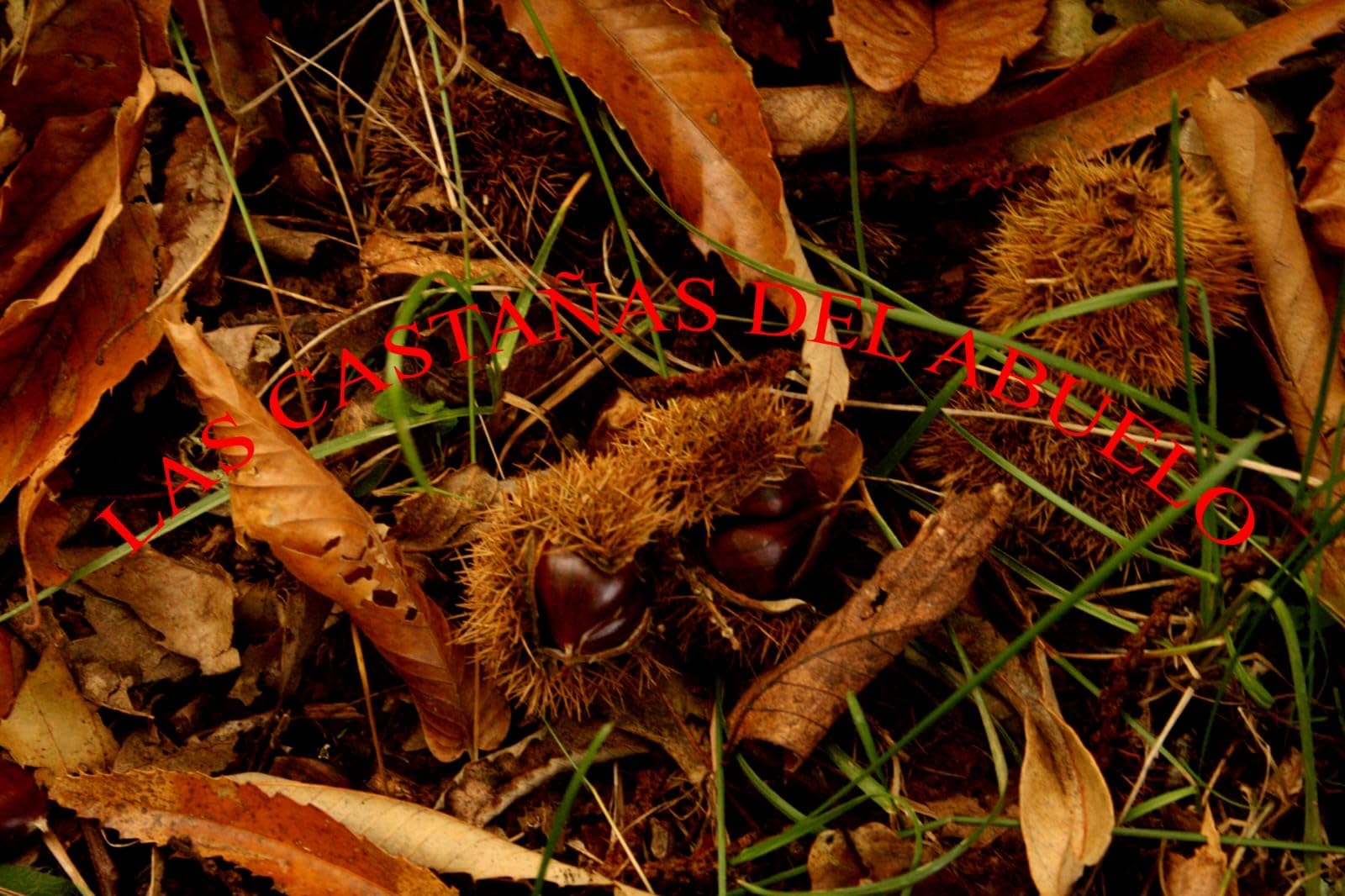 Castañas Naturales Frescas Ecologicas de Zamora en la Sierra de la Culebra recogidas a mano (1 Kg.)