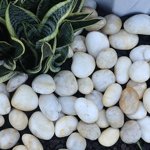 Miniatura 6 de Rocas de río blanco crema de 10 libras para paisajismo al aire libre, guijarro pulido para plantas, piedras decorativas de jardín, 1-2 rocas grandes