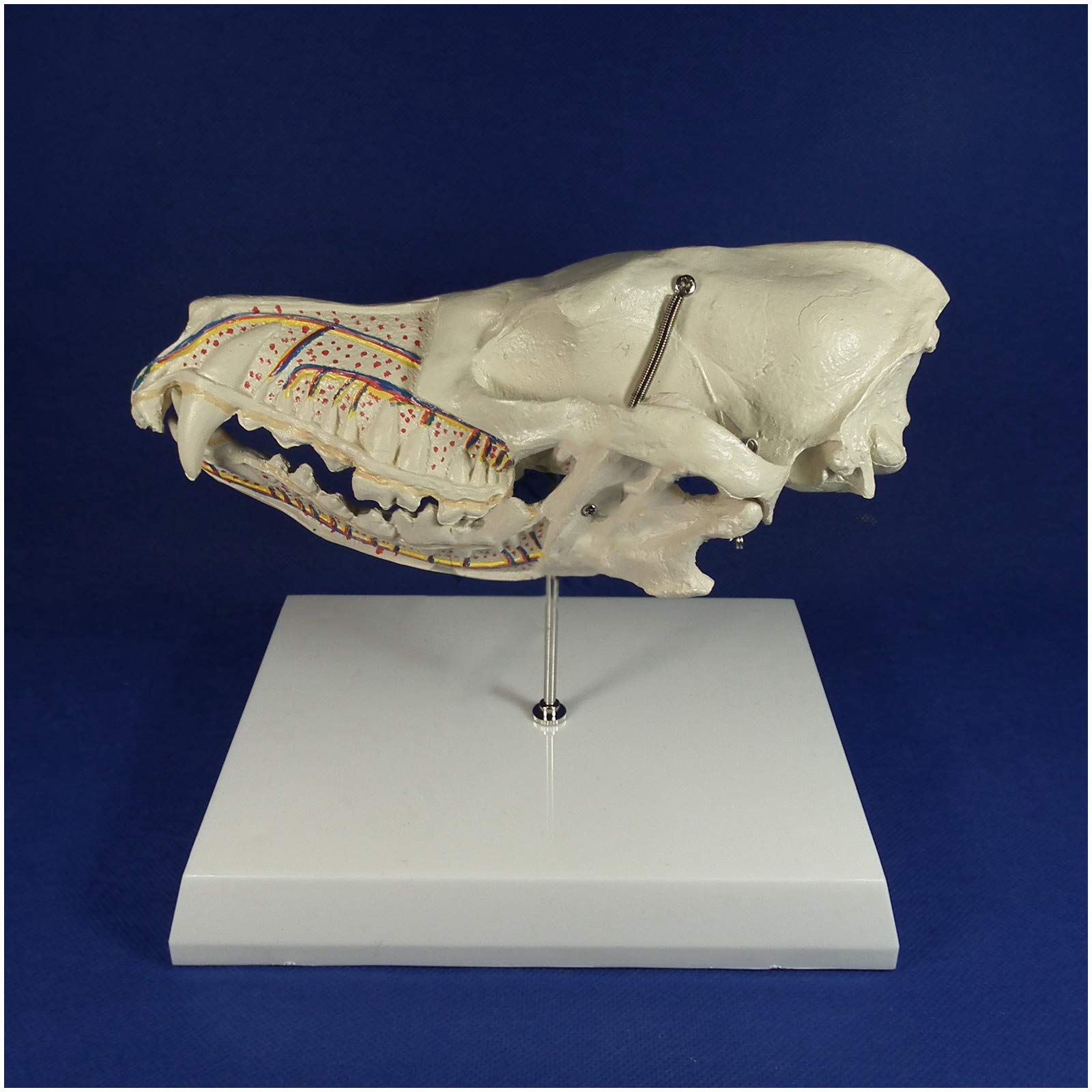 Sjdopulse A Dog Canine Skull Model - Medical Natomical Nimal Skull Model With Tooth Nerve - Dog Bone Natomical Medical Teaching Model Vascular Rteriovenous Model (A)